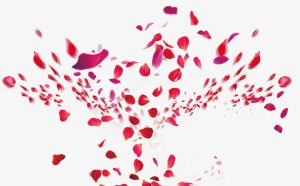 WordPress-全站添加元素飘落效果-默认枫叶效果-优化版-优源网